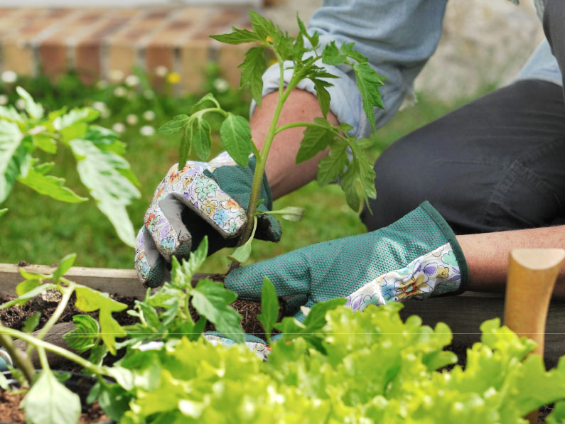 Hive180-blog-Nobody-Puts-Hail-on-the-Seed-Packet-01 A person wearing patterned gardening gloves is planting a young tomato plant in a raised garden bed surrounded by leafy green vegetables. A small garden trowel lies nearby.